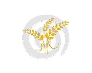 Agriculture wheat vector