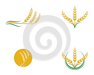 Agriculture wheat vector