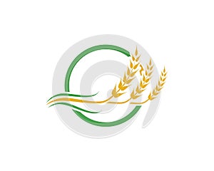 Agriculture wheat vector