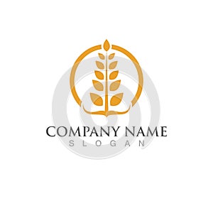 Agriculture wheat vector