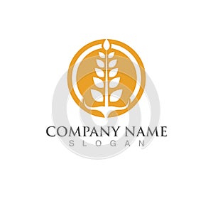 Agriculture wheat vector