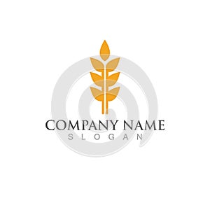 Agriculture wheat vector