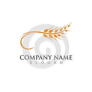 Agriculture wheat vector