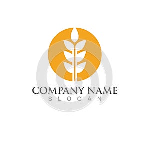 Agriculture wheat vector