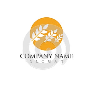 Agriculture wheat vector