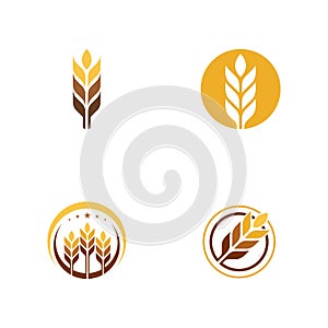 Agriculture wheat vector