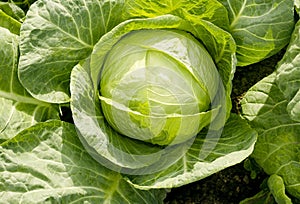 Agriculture. White cabbage head grow in the garden. Healthy and healthy food for humans. Top view. Field. Close-up