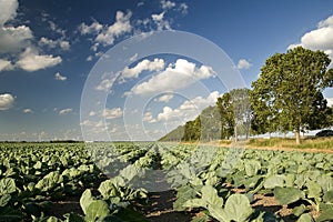 Agriculture and windmills