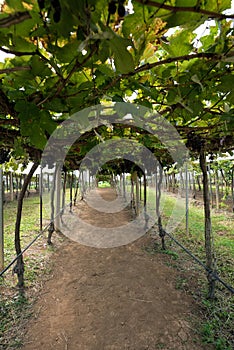 Agriculture of wine grapes in PB Valley Khao Yai, Northern Thailand.