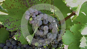 Agriculture, wine production concept. Blue grape on bunches with green leaves in vineyard on sunny windy summer day