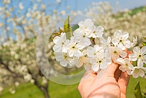 Agriculture work spring orchard