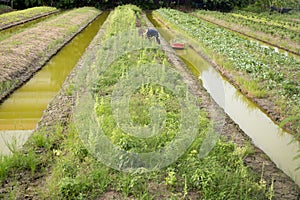 Agriculture working at vegetable garden with boat in small cana