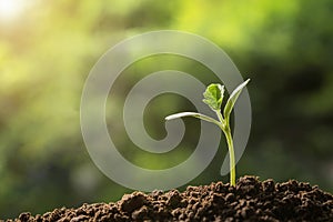 agriculture. young plant growing on soils