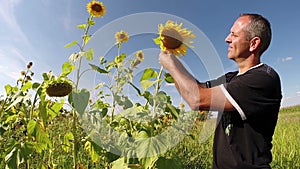 Agriculturist Checking His Sunflowers