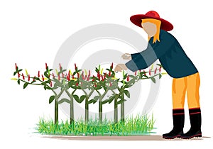 Agriculturist with chili garden