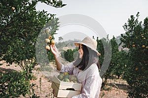 Agriculturist Farmer Woman is Harvest Picking Orange in Organic Farm, Cheerful Woman in Happiness Emotion While Reaping Oranges in