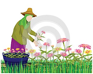 The agriculturist harvest Chrysanthemum flower in garden vector design