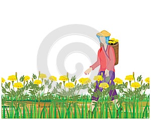 Agriculturist harvest marigold flower in garden vector design