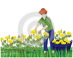 Agriculturist harvest marigold flower in garden vector design