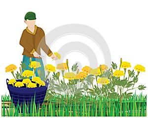 Agriculturist harvest marigold flower in garden vector design