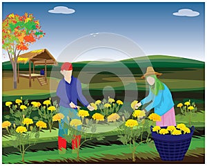 Agriculturist harvest marigold flower in garden vector design