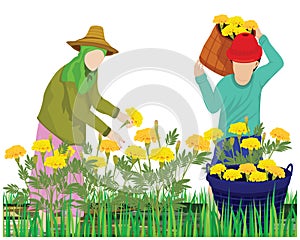 Agriculturist harvest marigold flower in garden vector design