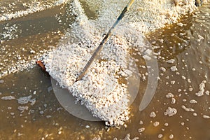 Agriculturist is harvesting salt farm