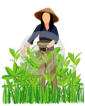 Agriculturist harvesting tea leaves