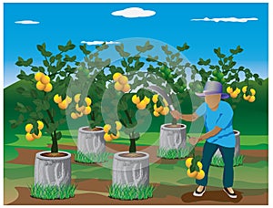 Agriculturist with lemon plant