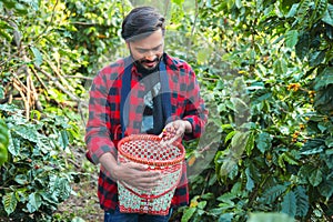 Agriculturist man collecting coffee berrie in farm