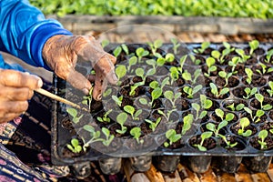 Agriculturist put the young of tobacco tree in black plastic.seedling tray