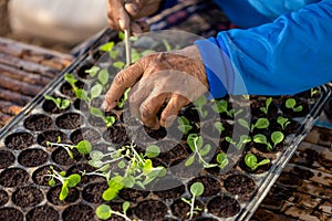 Agriculturist put the young of tobacco tree in black plastic.seedling tray