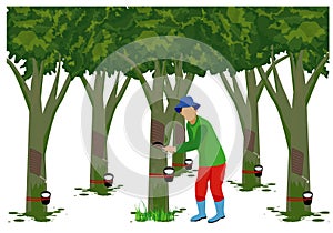 Agriculturist with rubber tree