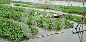 Agriculturist sitting on the boat harvesting morning glory vegetable feild on the water