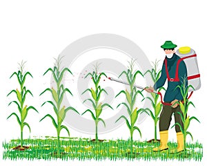 Agriculturist spray corn plant