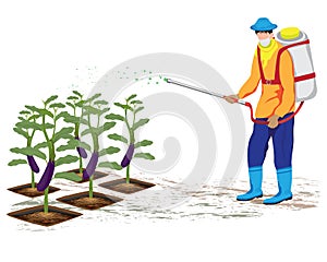 Agriculturist spray eggplant