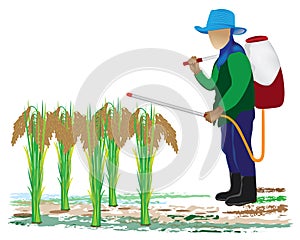 Agriculturist sprays rice