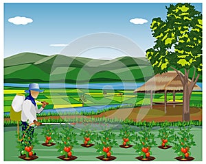 Agriculturist sprays tomato plant