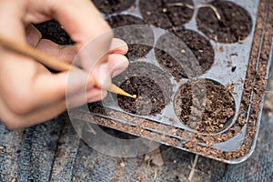 Agriculturist using wood stick sowing seed in cultivated soil on tray