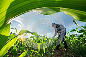 Agriculturist utilize the core data network in the Internet from the mobile to validate growing corn farming in field. test and