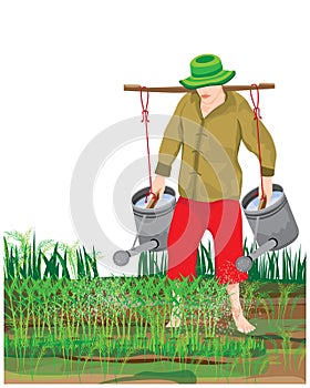 Agriculturist watering vegetable