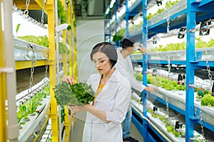 Agriculturist wearing white coat holding lettuce in hands