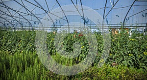 Agriculturist woman picking the growing tomatoes in the greenhouse