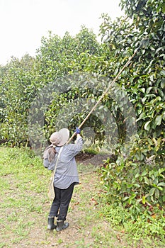 Agriculturists harvesting mangosteen in the garden.