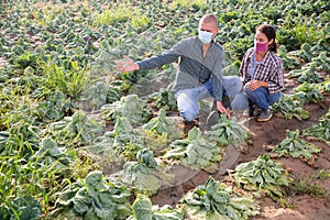 Agriculturists in protective masks examining cabbage after thunderstorm