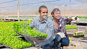 Agriculturists working in warm house