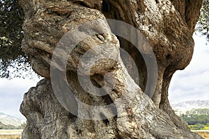 Agrigento olive tree