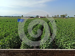 Agrigulture. Watermelon with view 2 mountains