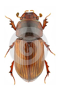 Agrilinus rufus