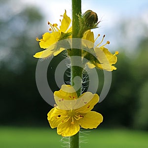 Agrimonia eupatoria